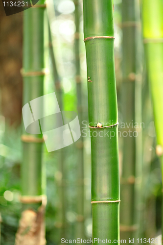 Image of bamboo