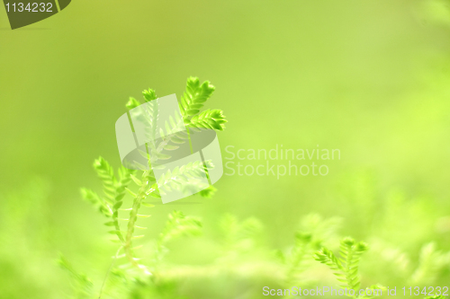 Image of background with plants
