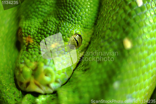 Image of Snake