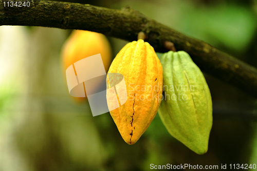 Image of Cocoa pods