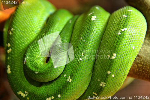 Image of Green snake