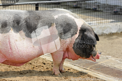 Image of pig