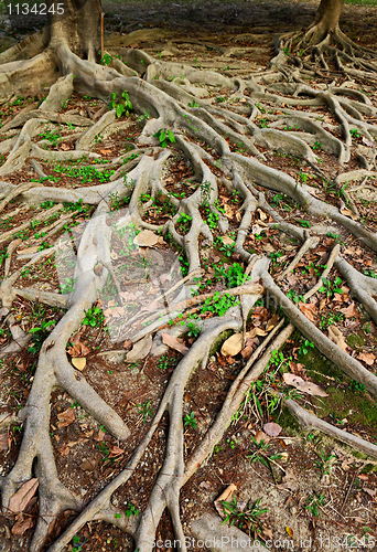 Image of tree roots