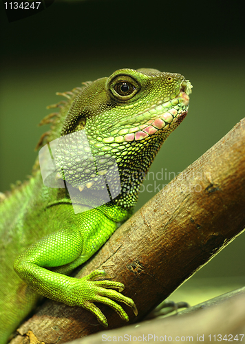 Image of green iguana on tree branch