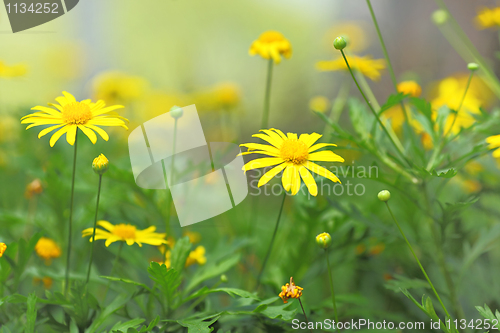 Image of yellow flower