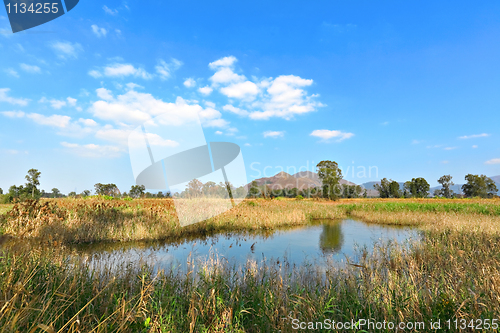 Image of Wetland landscape