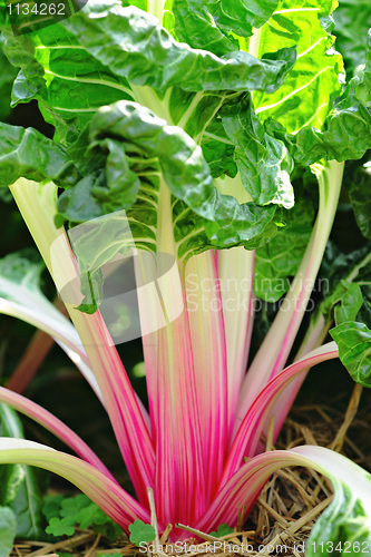 Image of vegetable in garden
