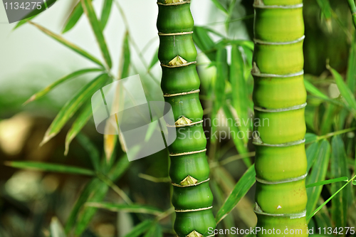 Image of bamboo