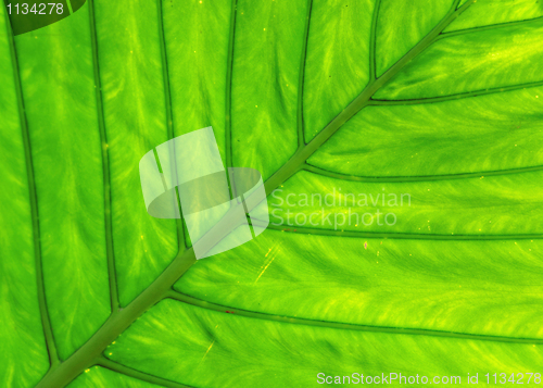 Image of leaf texture