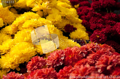 Image of Colorful Chrysanthemum Flowers