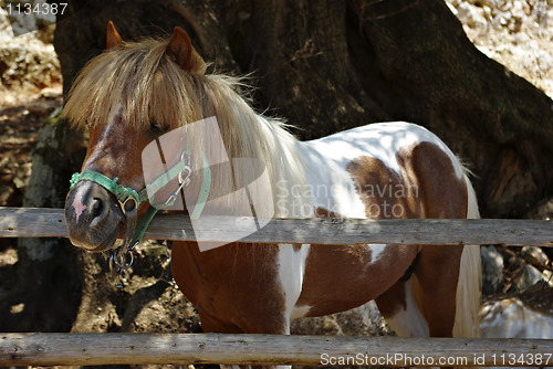 Image of Pony Horse