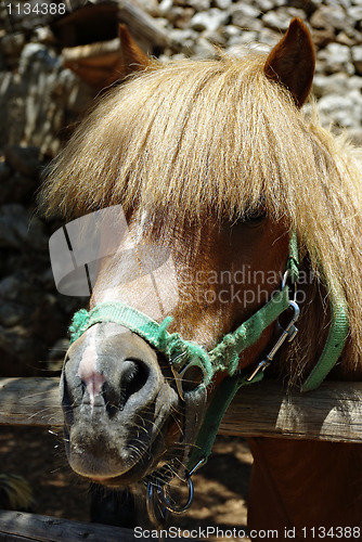 Image of Pony