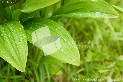 Image of wild garlic