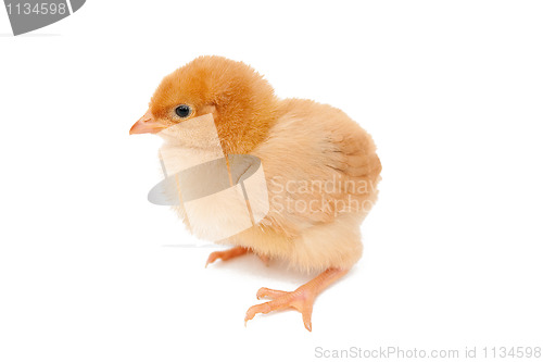 Image of Baby chicken