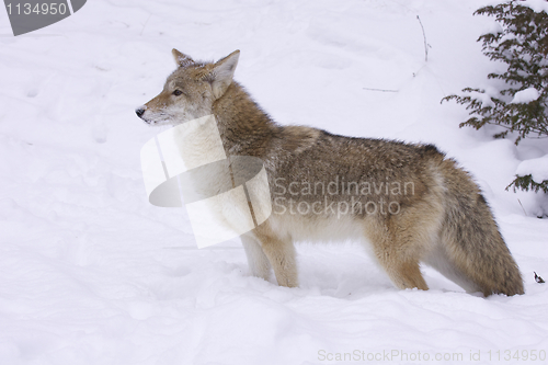 Image of Coyote profile view