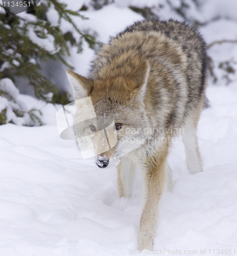 Image of Coyote walking forward
