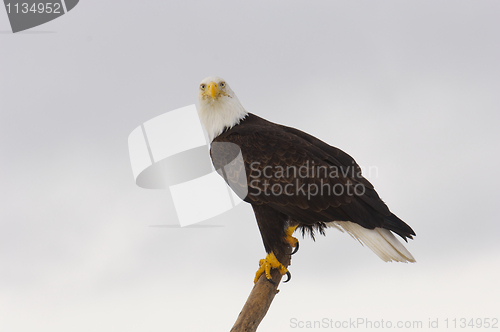 Image of Alaskan Bald Eagle, Haliaeetus leucocephalus