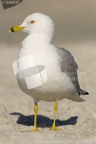 Image of Ring-billed Gull, Larus delawarensis argentatus