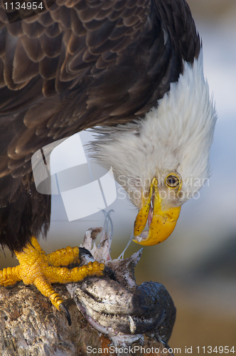 Image of Alaskan Bald Eagle, Haliaeetus leucocephalus