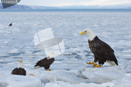 Image of Alaskan Bald Eagle, Haliaeetus leucocephalus