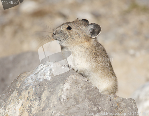 Image of American Pika