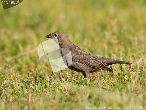 Image of Brown-headed Cowbird, Molothrus ater