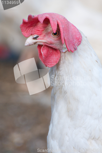 Image of Domestic Farm Chicken with red comb 