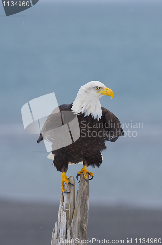 Image of Alaskan Bald Eagle, Haliaeetus leucocephalus