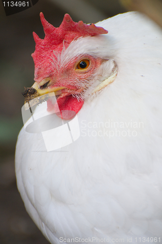 Image of Domestic Farm Chicken with red comb 