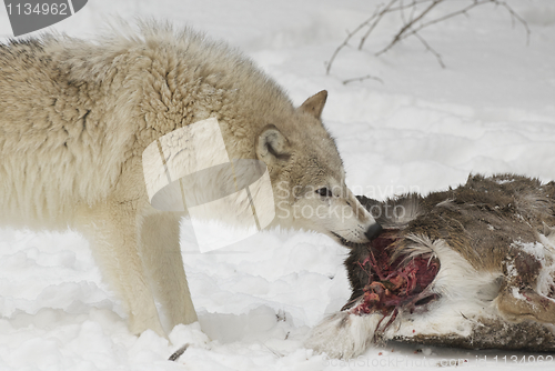 Image of Wolf eating part of mule deer