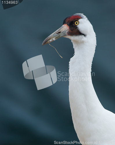 Image of Critically Endangered Whooping Crane, Grus americana