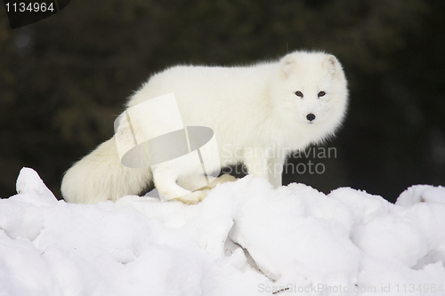 Image of Arctic Fox in deep white snow