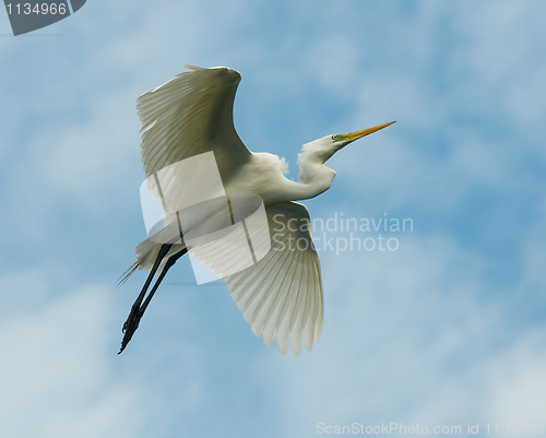 Image of Great Egret, Ardea alba