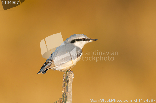 Image of Eurasian Nuthatch, Sitta europaea