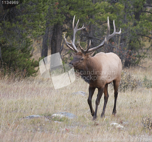 Image of Bull Elk walking 