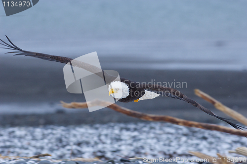 Image of Alaskan Bald Eagle, Haliaeetus leucocephalus