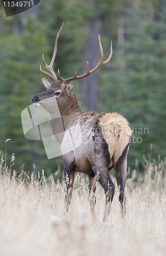 Image of Bull Elk walking 