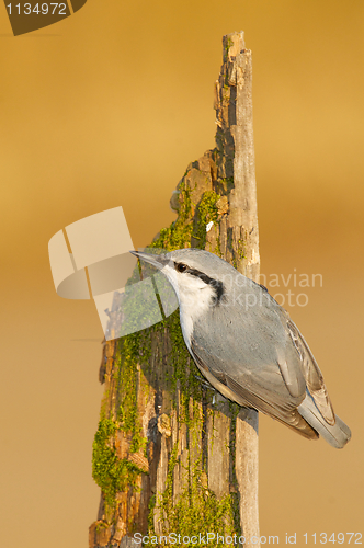 Image of Eurasian Nuthatch, Sitta europaea