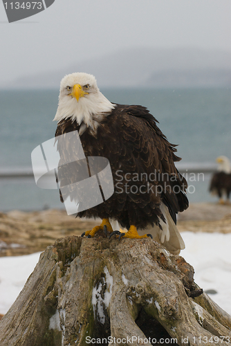 Image of Alaskan Bald Eagle, Haliaeetus leucocephalus