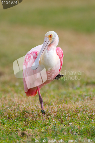 Image of Roseate Spoonbill, Platalea ajaja