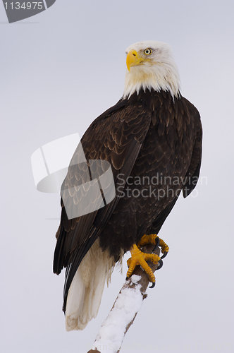 Image of Alaskan Bald Eagle, Haliaeetus leucocephalus