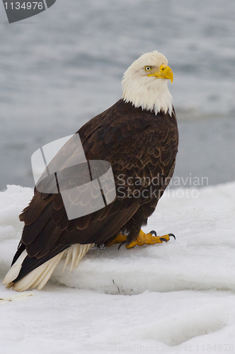 Image of Alaskan Bald Eagle, Haliaeetus leucocephalus