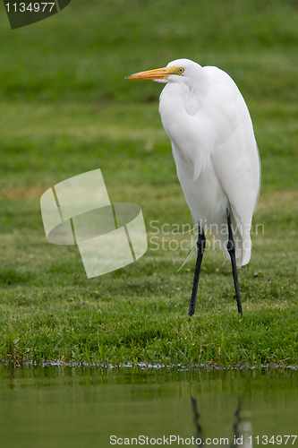 Image of Great Egret, Ardea alba