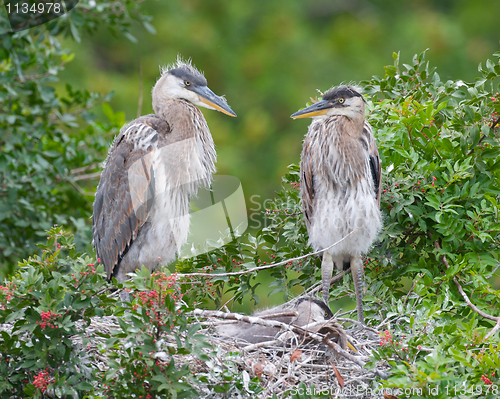 Image of Great Blue Heron, Ardea herodias