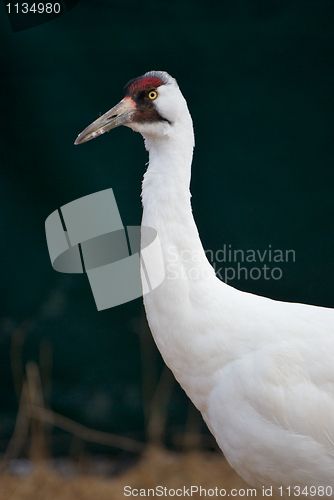 Image of Critically Endangered Whooping Crane, Grus americana