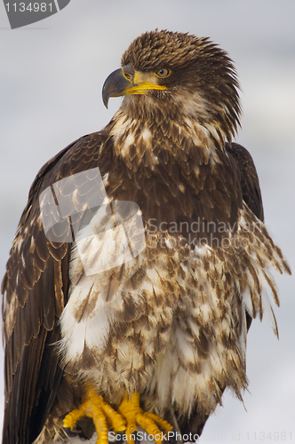 Image of Young Alaskan Bald Eagle, Haliaeetus leucocephalus