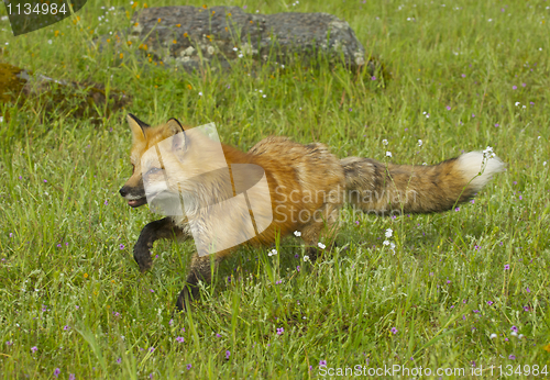 Image of Red Fox walking