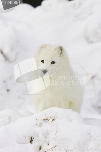 Image of Arctic Fox in deep white snow