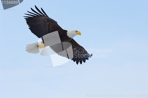 Image of Alaskan Bald Eagle, Haliaeetus leucocephalus