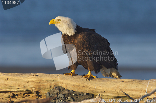 Image of Alaskan Bald Eagle, Haliaeetus leucocephalus